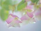 USA, Washington State, Seabeck. Ornamental oregano petals. Art Print